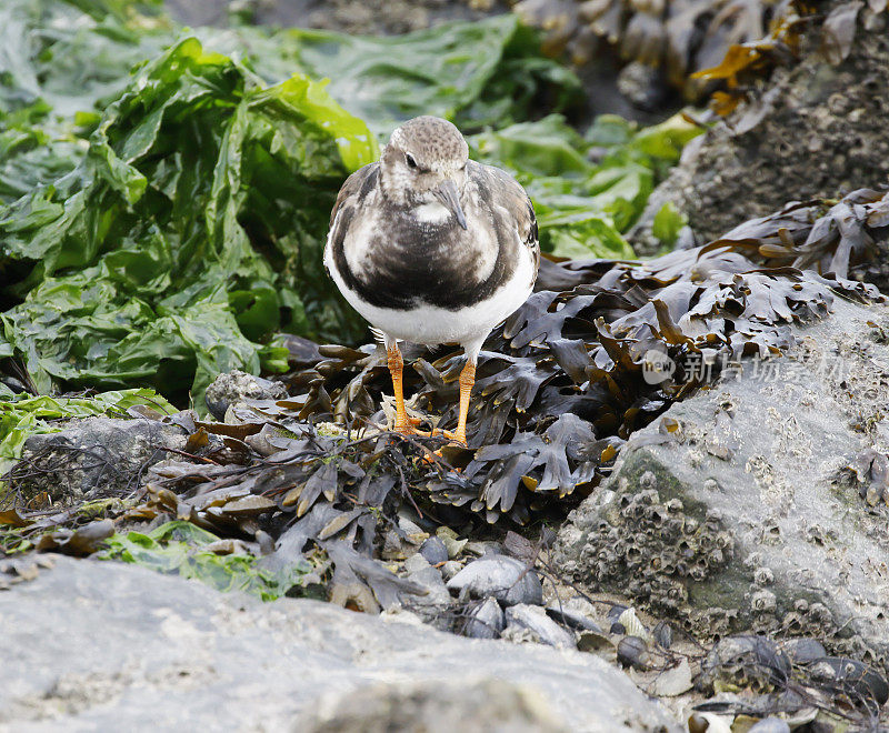 Ruddy Turnstone (Arenaria翻译)在冬季羽毛